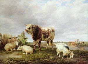 Vee in de weide