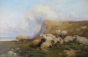 Shakespeare Cliff, Kent: Schapen op Kustweide