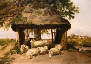 Schapen rustend onder een schuilplaats