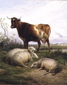 Schapen en een Koe aan het Grazen