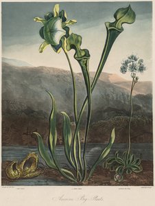 De tempel van de Flora: Amerikaanse moerasplanten door Thomas Sutherland