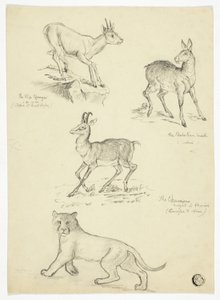 Gems, Muskus, Klipbok en Leeuw