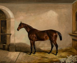 Teddy de tegelzetter: een paard door Thomas W. Bretland