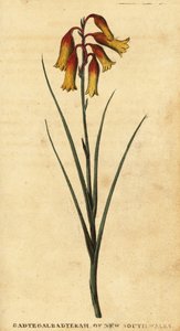 Kerstklokken, Blandfordia nobilis