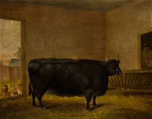 Een prijsstier: Een dikke Kerry-koe door Thomas Weaver