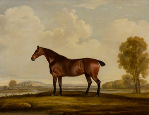 Georgiana: een paard