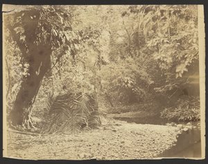 [Jungle Scène: Uitzicht op rieten hut van palmbladeren, Isthmus van Darién (Panama)]. door Timothy H. OSullivan