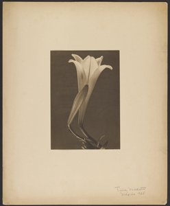 Nr. 1. door Tina Modotti