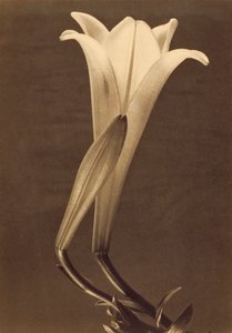 Platinadruk van een lelie door Tina Modotti