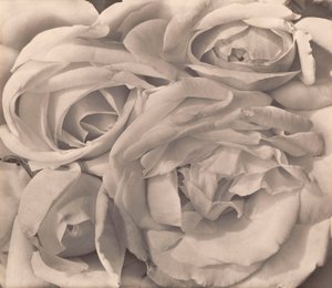 Rozen, Mexico door Tina Modotti