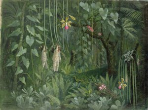 Orchideeënjagers van Brazilië door Tirzah Ravilious