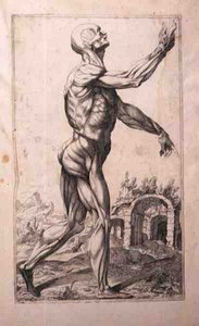 Anatomische studie, door Domenico Maria Bonavera door Titian (c.1488 1576) (after)