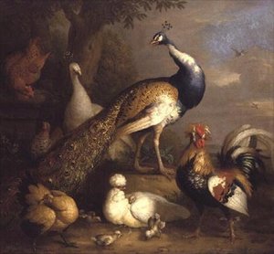 Pauw, pauwhen en pluimvee in een landschap
