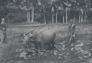 Rijst Cultiveren, 1924