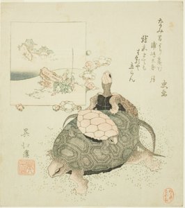 Zeeschildpadden en Urashima Taro