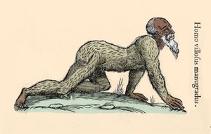 Monster Wezen: een harige man die op handen en voeten loopt. Plaat naar Ulisse Aldrovandi (1522-1605), “Monstrorum Historiae”, Bologna 1642 Milanees.