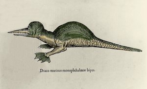 Voorstelling van een mariene draak. Plaat van een Natuurhistorisch manuscript door Ulisse Aldrovandi (1522-1605) over monsters door Ulisse Aldrovandi
