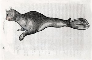 Voorstelling van een zeehond Plaat geïllustreerd uit een manuscript van Natuurlijke Historie door Ulisse Aldrovandi (1522-1605), Ulisse Aldrovandi fonds, Universiteitsbibliotheek van Bologna, ed. 1603. door Ulisse Aldrovandi