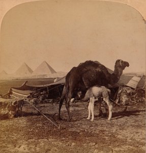 Een baby van de woestijn, Egypte, 1896