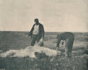 Een Dode Beer op Rendiereiland 21 augustus 1893, 1893 1897 door Unbekannt