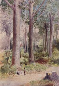 Een Kauri Bos, 1923 door Unbekannt