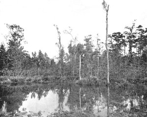 Een moeras in Louisiana, VS