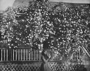 Een met rozen versierd huis, Zuid-Californië, ca. 1897 door Unbekannt