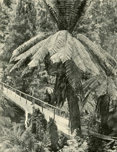 Een rustieke brug, 1901 door Unbekannt