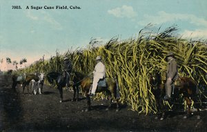 Een suikerrietveld, Cuba