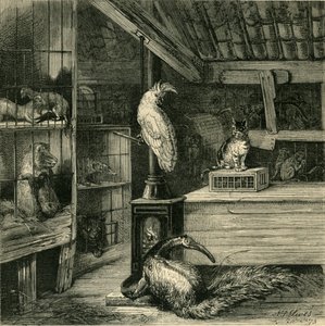 Een wilde-dierenwinkel, ca. 1873
