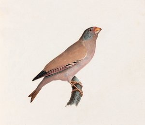 Een kleurenillustratie van een vogel door Unbekannt