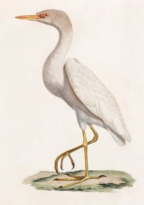 Een kleurenillustratie van een vogel door Unbekannt