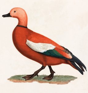Een kleurenillustratie van een bruine eend door Unbekannt