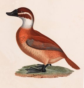 Een kleurenillustratie van een bruine eend