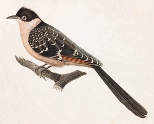 Een kleurenillustratie van een grijze vogel