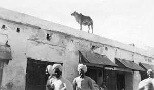 Een koe op het dak van een gebouw, Nowshera, India