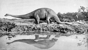 Een diplodocus