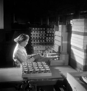 Een vrouwelijke arbeider verpakt blikjes sigaretten, Londen 1950