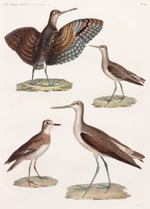 Een volledige pagina met kleurenillustraties van vogels door Unbekannt