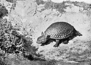 Een glyptodon, 20e eeuw