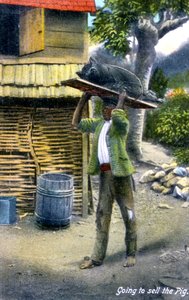 Een man op weg naar de markt om een varken te verkopen, Jamaica, ca. 1900s door Unbekannt