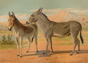 Abyssinische Wilde Ezel & Vrouwelijke Indiase Onager, ca. 1879