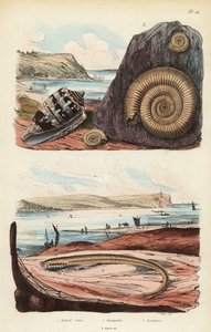 Admiraal kegel, Conus ammiralis, ammocete of larvale stadium van lamprei, Petromyzon marinus, en uitgestorven ammoniet fossiel