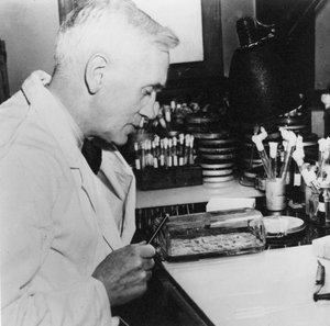 Alexander Fleming, Schotse bacterioloog in zijn laboratorium, 1930s