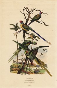Alexandrijnse parkiet, Psittacula eupatria, en langstaartparkiet, Psittacula longicauda door Unbekannt