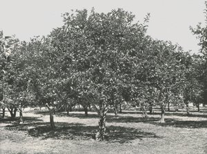 Een sinaasappelboomgaard nabij de stad, St. Augustine, VS, 1895 door Unbekannt