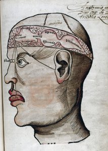 Anatomie 16e eeuw: doorsnede van de hersenen, voor de studie van de lokalisatie van verschillende hersenfuncties en de organen van het hoofd die ermee verbonden zijn door Unbekannt