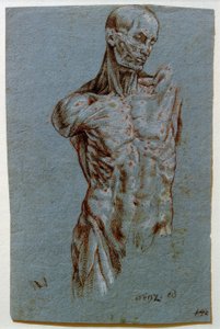 Anatomische studie (Ecorché)