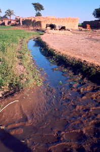 Dieren grazen naast een irrigatie- of afwateringskanaal, Egypte, 20e eeuw