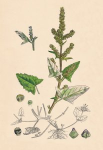 Atriplex deltoidea. Driehoekig bladige Orache, 19e eeuw door Unbekannt